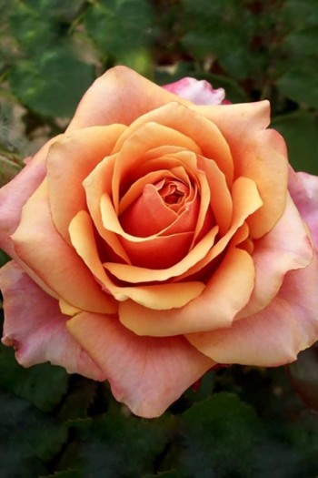 Троянда чайно-гібридна ’Бірді’ (помаранчево-рожева)|Hybrid tea rose ’Birdie’|Роза чайно-гибридная ’Бирди’ (оранжево-розовая)